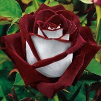 Rose Vianna
