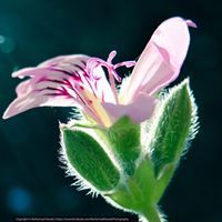 اية المكدمي