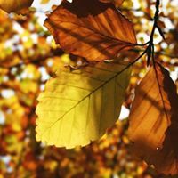 Mohammed Abd alrazak