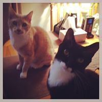 Daniel S. Trachtenberg