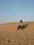 Amrit S...