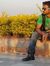 Saqib N...