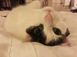 Lindsay