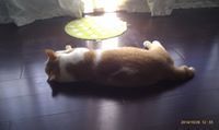 鉉諳 魏