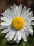 daffystjob