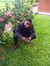Mike Asiem