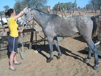 Gwendolene Husselmann