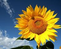 Michaela Petríková