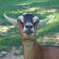 রিপন আজাদ