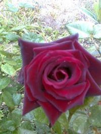 غادة الشريف