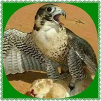 الصقر العسيري