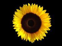 Cassiopeia Cassiopeia