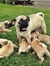 Pugs are Awesome!