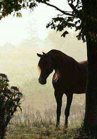 مهدي مباركي