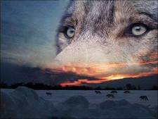 Coyote_calling