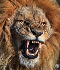 قسورة تنتصر