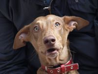 Antonio Rodriguez fernandez