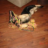 Joyce Hammarstrom wilson