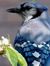 Cheryl Ash