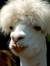 Llama