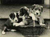 William J. Doubledee