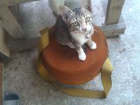 วัวควาย กระบือโคหมูเห็ดเป็ดไก่ คุยกันภาษาหมาแมว