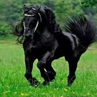 Mohammed Abdelreheem