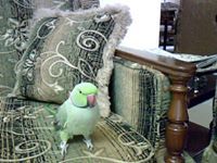 رائدة أخوزهية