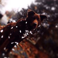 Samuel Williams Pullen