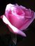 Susanna...