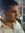 Wael Be...