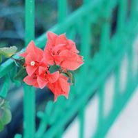 سارة الزيدي