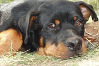 Rotwailer Pk