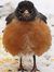 Robin M...