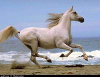 المشاكس المصرى