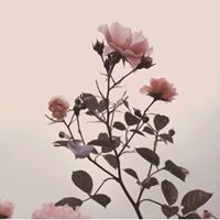 Таквин Люай