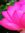 Lotus M...