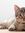 Meong M...