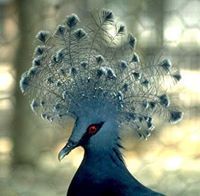 أسعد البشير