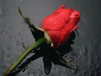 Wajdan Ali