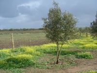 الرحيم الرحيم