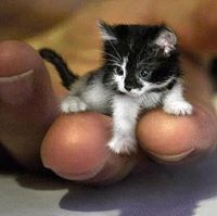 سحابه العشاق