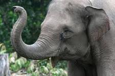 Ms.ballerinaelephant