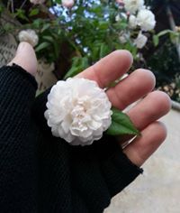 محمد العراب