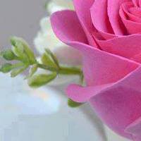 محمد أحمد بكرى