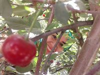 فائقه درویش