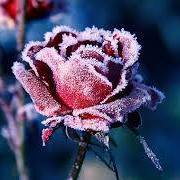 مخالب الياسمين