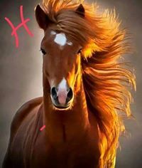 حسين ابوبكر