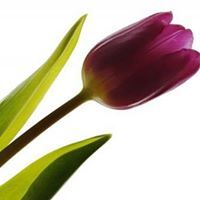 زهرة التوليب