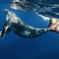 Francois De flamingh